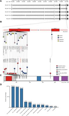 A novel mutation in the UBAP1 gene causing hereditary spastic paraplegia: A case report and overview of the genotype-phenotype correlation